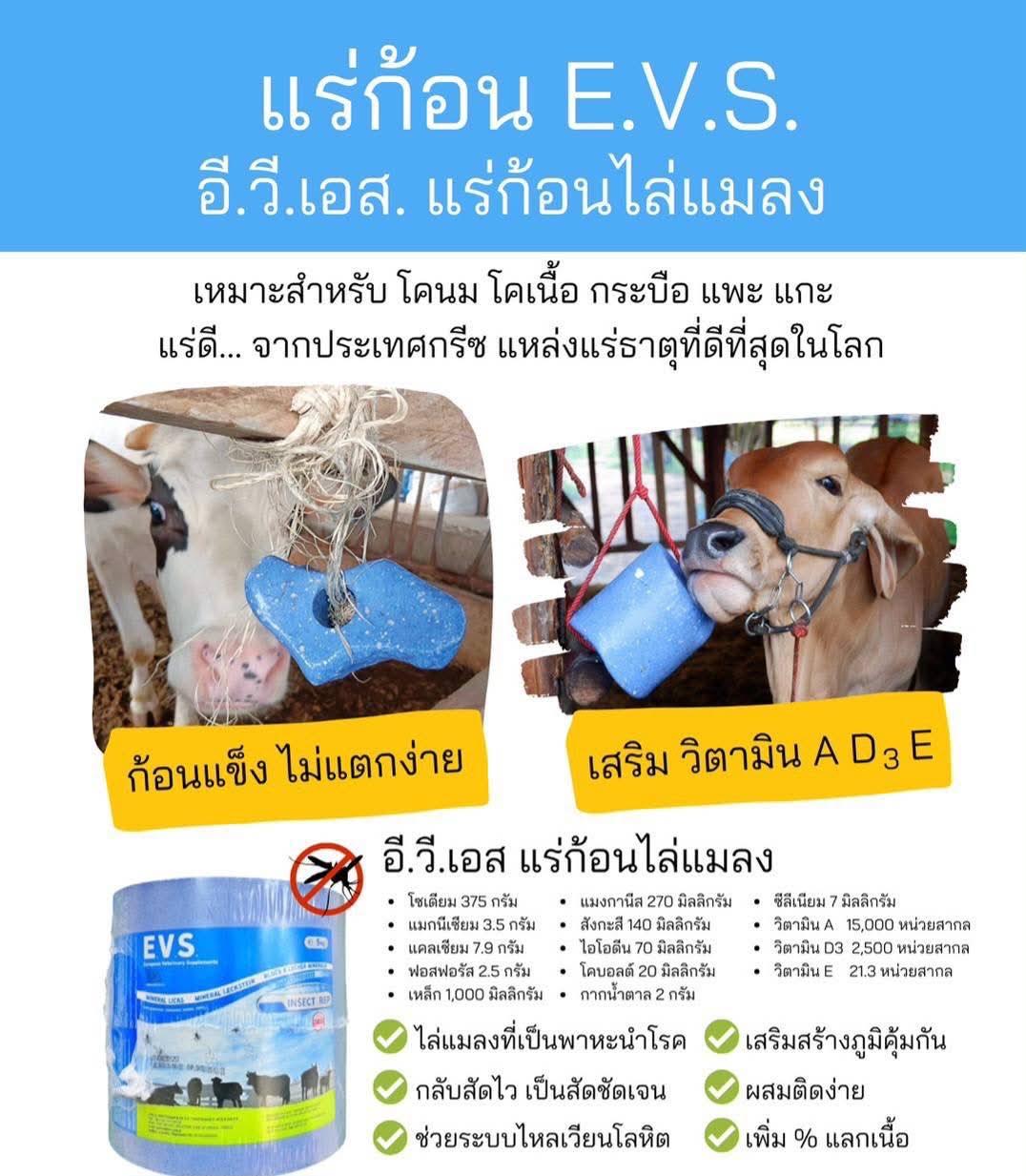 ทำไมวัวและโคกระบือถึงต้องกินเกลือแร่ก้อน?